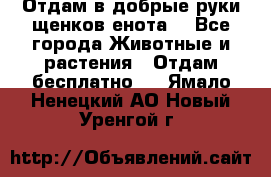 Отдам в добрые руки щенков енота. - Все города Животные и растения » Отдам бесплатно   . Ямало-Ненецкий АО,Новый Уренгой г.